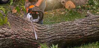 Professional Tree Care  in Mission Bend, TX